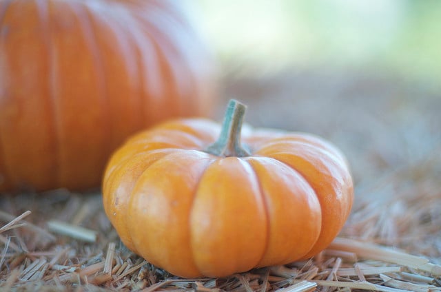 Small Pumpkin during Fall