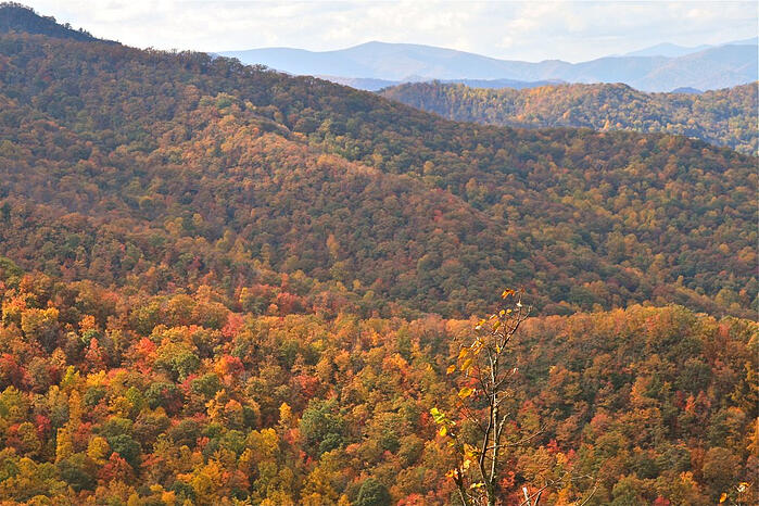 Fall Color against backdrop of blue ridge mountains