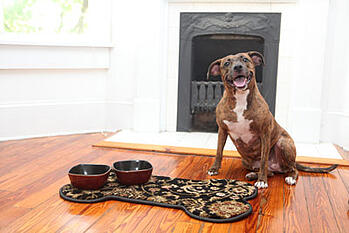 pet placemats