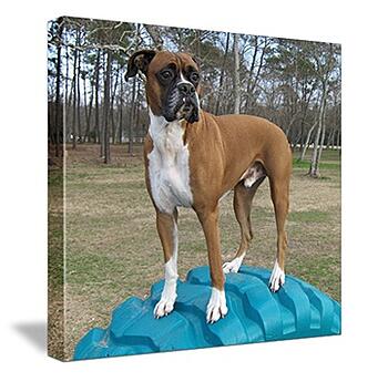 pet canvas