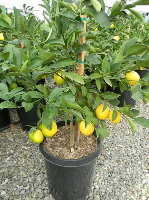 mom citrus