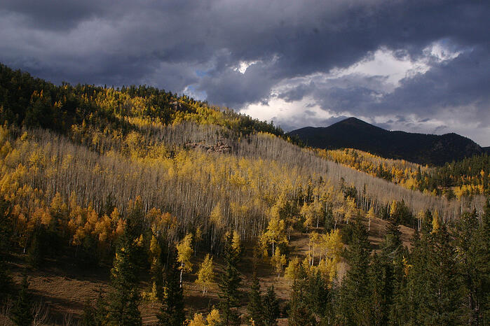 Aspens in Colorado during Autumn