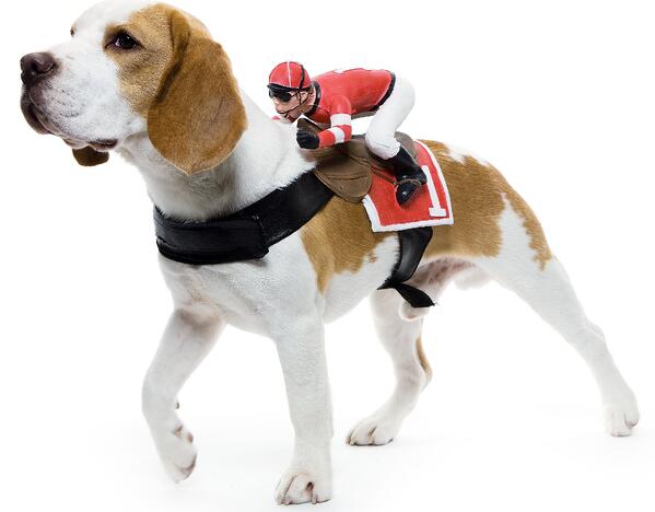 dog jockey harness costume