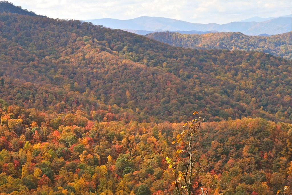 Fall Color against backdrop of blue ridge mountains