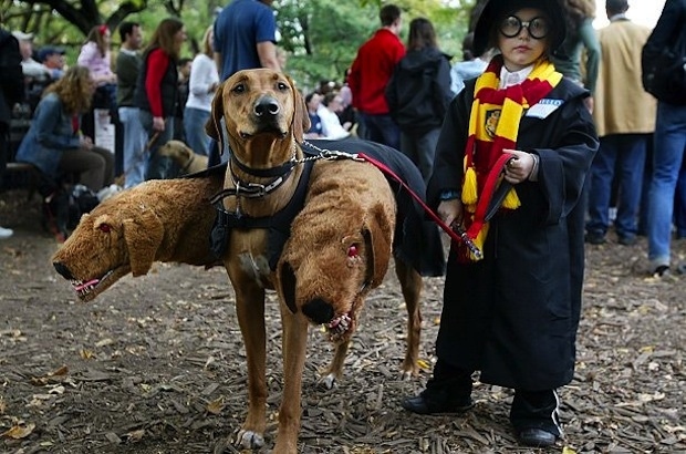 fluffy the three headed dog from harry potter