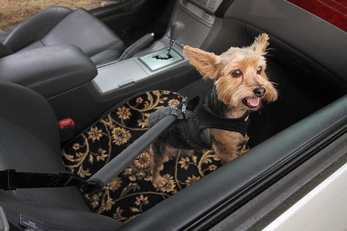 Snickers the Dog travels in Style on a GG Bailey Pet Travel Mat