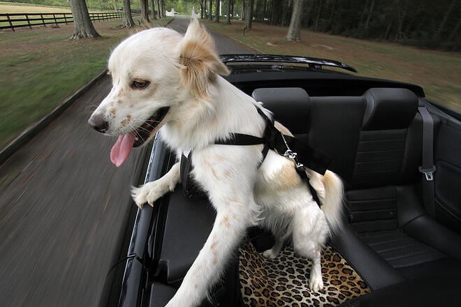 Dog rides in car with harness while Pet Car Mat protects car from hair and claws