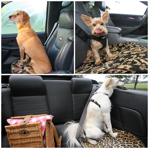 Pet Car Mats for traveling with your dog