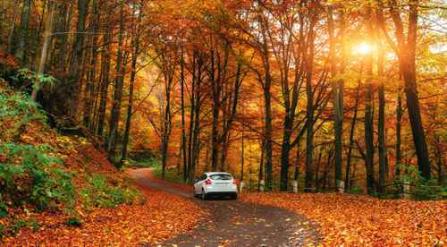 white car driving down the road with fall colored leaves and trees white car driving down the road with fall colored leaves and trees
